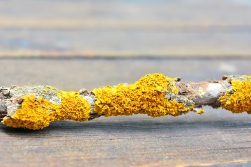 Yellow lichen on the bark of a tree. Tree trunk affected by lichen. Moss on a tree branch. Textured...