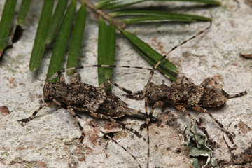 Fir timberman beetle, a rare species of longhorn beetle occurring in European forests. Endangered beetle dwelling in silver fir in its natural environment.