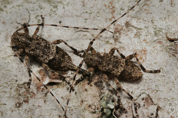 Fir timberman beetle, a rare species of longhorn beetle occurring in European forests. Endangered beetle dwelling in silver fir in its natural environment.