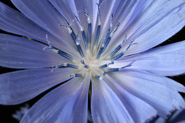 Common Chicory or Cichorium intybus flower blossoms commonly called blue sailors, chicory, coffee weed, or succory is a herbaceous perennial plant. Close up. Selective focus. Shallow DOF