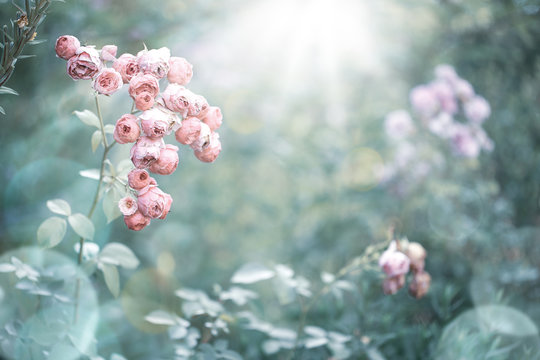 Romantic vintage rose flowers in diffuse sun light with bokeh  -  Retro filter background 