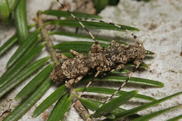 Fir timberman beetle, a rare species of longhorn beetle occurring in European forests. Endangered...