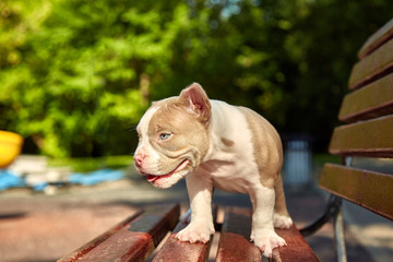 Cute puppy American Bulli sits on a wooden bench in flowering beautiful multi-colored trees in the spring in the park.