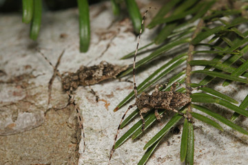 Fir timberman beetle, a rare species of longhorn beetle occurring in European forests. Endangered beetle dwelling in silver fir in its natural environment.