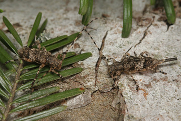 Fir timberman beetle, a rare species of longhorn beetle occurring in European forests. Endangered beetle dwelling in silver fir in its natural environment.