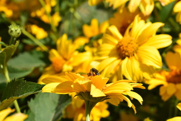 Fototapeta premium bee flower natural