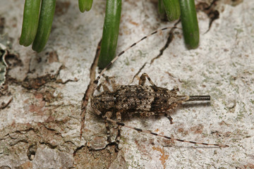 Fir timberman beetle, a rare species of longhorn beetle occurring in European forests. Endangered beetle dwelling in silver fir in its natural environment.