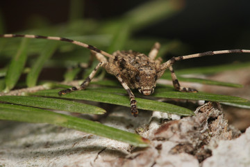Fir timberman beetle, a rare species of longhorn beetle occurring in European forests. Endangered beetle dwelling in silver fir in its natural environment.