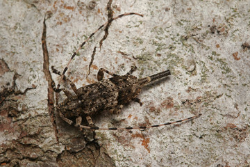 Fir timberman beetle, a rare species of longhorn beetle occurring in European forests. Endangered beetle dwelling in silver fir in its natural environment.