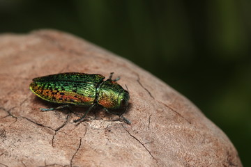 Lime tree jewel beetle. A colorful insect species occurring in Europe in its natural environment.