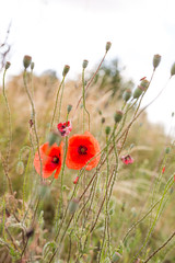 Fototapeta premium Wiese mit Klatschmohn