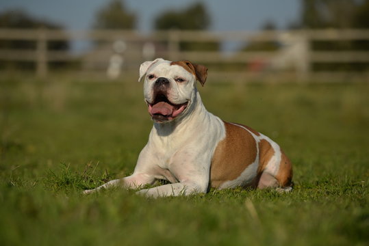 Olde English Bulldog