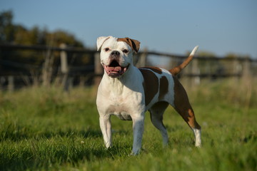 Olde English Bulldog