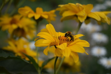 bee flower natural