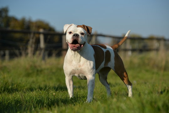 Olde English Bulldog