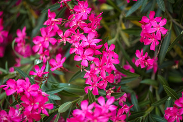 Branches of the lushly blooming Magenta oleander with five petals. Many flowers. Close-up. Summer...