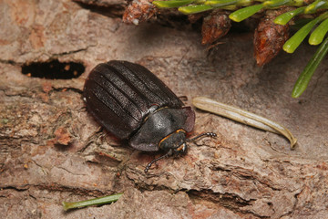A rare European bark gnawing beetle living in dead wood. Close up picture of the endangered species in its natural habitat.