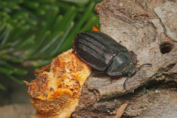 A rare European bark gnawing beetle living in dead wood. Close up picture of the endangered species in its natural habitat.