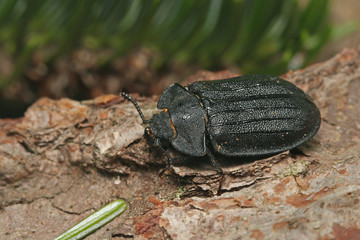 A rare European bark gnawing beetle living in dead wood. Close up picture of the endangered species in its natural habitat.