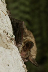 Bechstein's bat, a species of vesper bat found in Europe and western Asia, living in extensive...