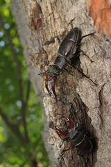 Male of the stag beetle on a close up picture in its natural environment - sitting on oak tree. A rare and endangered beetle species with large mandibles, occurring in Europe.