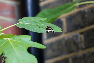 A Jersey Tiger moth 'Euplagia quadripunctaria' with it's black wings and white strips rests on a green fig leaf in North London in July.