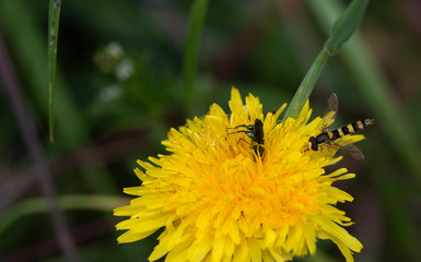 Hoverfly (sphaerophoria interrupta) On Dandelion, With Male Oedemera Nobilis Beetle.