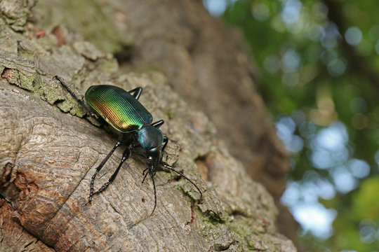 Forest caterpillar hunter, a colorful ground beetle occurring in European oak forests, where it hunts catterpilars, mostly of the gypsy moth and other similar species.