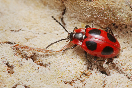 Scarlet Endomychus, also known as the False Ladybird, a colorful fungus beetle occurring in Europe species in its natural environment.