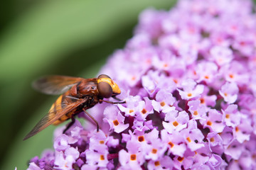 Hoverfly (Volucella Zonaria) Collecting Pollen.