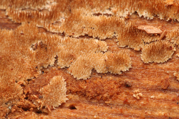 Toothed crust fungus Steccherinum gracile. A rare species growing on dead fir trees, indicating pristine forests in Central Europe.