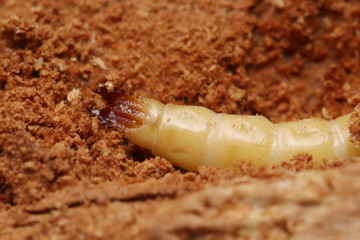 Larva of the rare click beetle, Lacon lepidopterus. An endangered insect species developing in decaying fir trees.