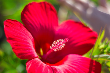 Beautiful scarlet hibiscus close up, flower gift