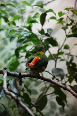 Green Colorful Bird (Vernal Hanging Parrot)