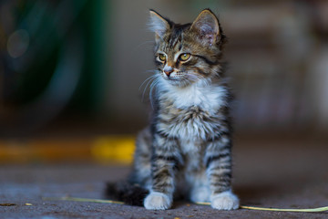 Little gray kitten sitting on a wooden stool.