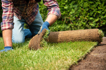 Installing turf rolls in the garden