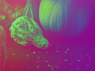 Halloween still life background with squash