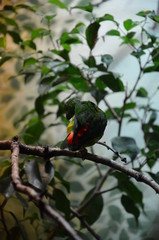 Green Colorful Bird (Vernal Hanging Parrot)