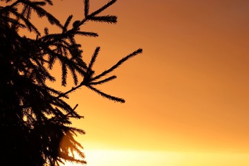 Silhouettes of tree branches on the background of a bright sunset