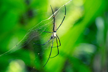 Spider web in the green nature background
