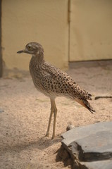 Pacific Golden Plover in the zoo