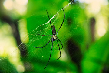 Spider web in the green nature background