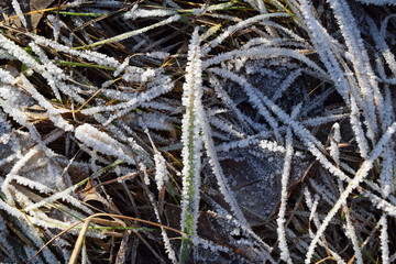 Autumn grass and leaves in frost