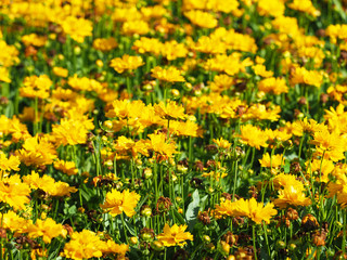 Yellow flowers of coreopsis. Coreopsis lanceolata in garden, flower bed