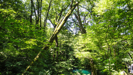 Fototapete bei efototapeten.de bestellen   