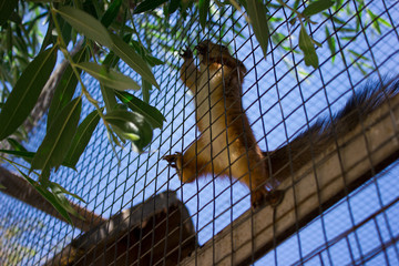 Beautiful squirrel runs in the zoo in aviary, nature