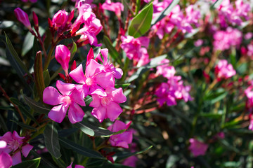 Beautiful many bright flower rhododendron close up, holiday gift