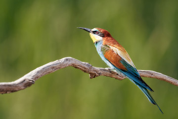Majestic European Bee-eater (Merops apiaster) bird perched on branch in green environement