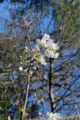Ramo con fiori di prunus selvatico