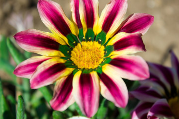 Beautiful bright chamomile gazania flower close up, holiday gift